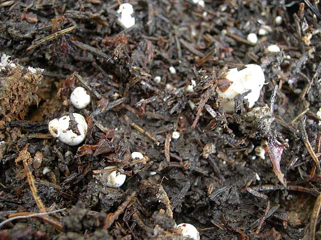 Macromiceti jurassiani � la lunga ricerca